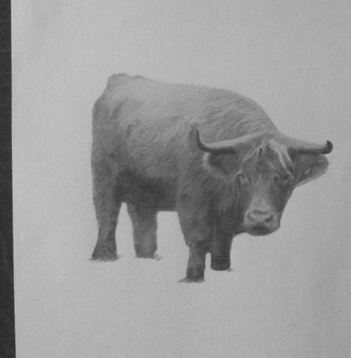 Page 3 | 12,000+ Simple Bull Tattoo Pictures