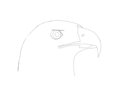 How to Draw Eagle Face Step by Step - YouTube
