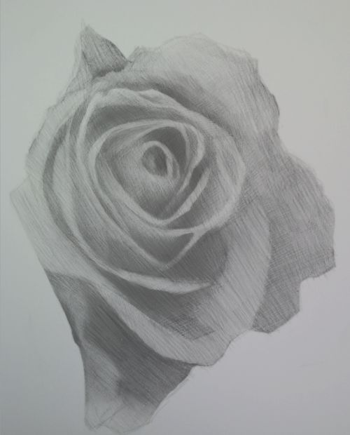 Sketch of a Rose