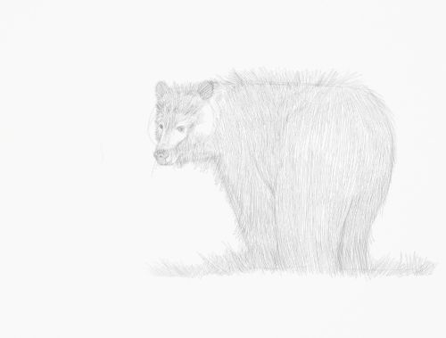 Bear drawing