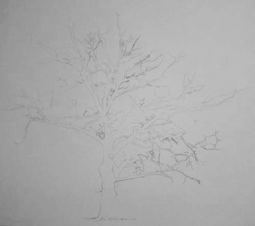 Tree Drawing 31