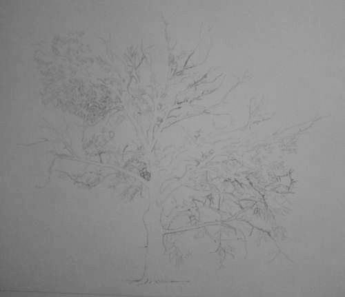Tree Drawing  32