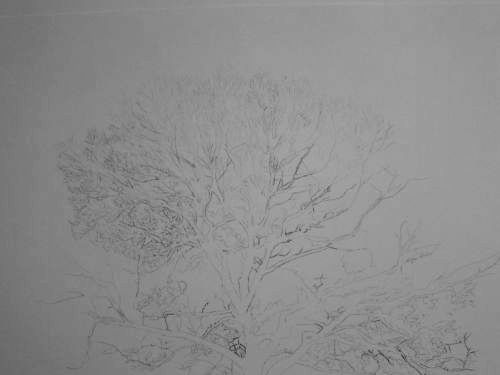 Tree Drawing  34