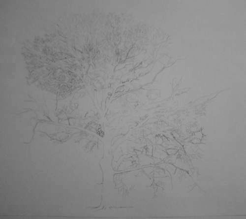 Tree Drawing  35