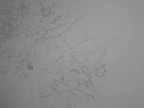 Tree Drawing  36