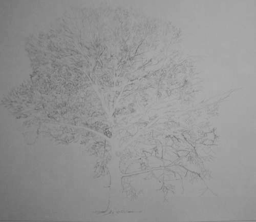 Tree Drawing  37