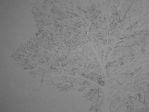 Tree Drawing 38