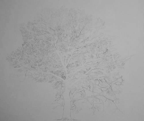 Tree Drawing  39