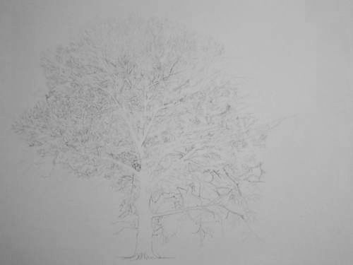 Tree Drawing  40